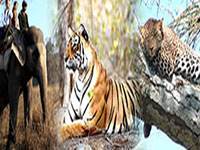Manali-Wildlife